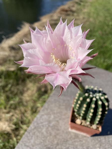 Echinopsis moso
